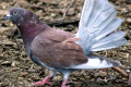 Fantail-Pigeon-Fantail-Dove-17-Zoo-Doo-TAS