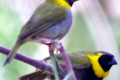 Finch-Cuban-Olive-Cuban-finch-Cuban-grassquit-Tiaris-olivacea-1-Wagga-Zoo-NSW