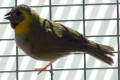 Finch-Cuban-Olive-Cuban-finch-Cuban-grassquit-Tiaris-olivacea-2-Wagga-Zoo-NSW