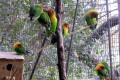 Fischer-Lovebirds-1-Melbourne-Zoo