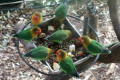 Fischers-Lovebirds-2-Melbourne-Zoo