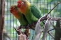 Fischers-Lovebirds-3-Melbourne-Zoo