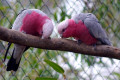 Galah-Cockatoo-Eolophus-roseicapilla.-Rose-Breasted-Cockatoo-Roseate-Cockatoo-1-Kyabram-Fauna-Park-VIC