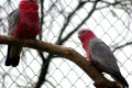 Galah-Cockatoo-Eolophus-roseicapilla.-Rose-Breasted-Cockatoo-Roseate-Cockatoo-2-Kyabram-Fauna-Park-VIC