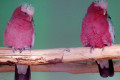 Galah-Cockatoo-Eolophus-roseicapillus-Rose-breasted-Cockatoo-Ballarat-Bird-World-VIC