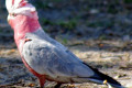 Galah-Cockatoo-Rose-Breasted-Cockatoo-Cacatua-roseicapilla-6-White-Beach-TAS