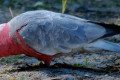 Galah-Cockatoo-Rose-Breasted-Cockatoo-Cacatua-roseicapilla-7-White-Beach-TAS