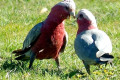 Galah-Cockatoos-Rose-Breasted-Cockatoos-Cacatua-roseicapilla-1-White-Beach-TAS