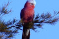 Galah-Eolophus-roseicapilla-Rose-breasted-Cockatoo-Galah-Cockatoo-Roseate-Cockatoo-Pink-and-Grey