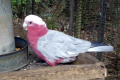 Galah-Rose-breasted-or-Roseate-Cockatoo-Eolophus-roseicapilla-TAS