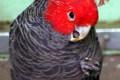 Gang-gang-Cockatoo-Callocephalon-fimbriatum-Male-Ballarat-Bird-World-VIC