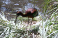 Glossy-Ibis-Melbourne-Zoo