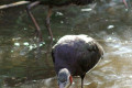 Glossy-Ibis-Plegadis-falcinellus-breeding-plumage-1-Melb-Zoo-VIC