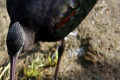 Glossy-Ibis-Plegadis-falcinellus-breeding-plumage-2-Melb-Zoo-VIC