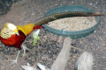 Golden-Pheasant-1-Wagga-Zoo-Aviary-NSW