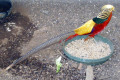 Golden-Pheasant-2-Wagga-Zoo-Aviary-NSW