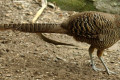 Golden-Pheasant-Chinese-Pheasant-Chrysolophus-pictus-Female-2-Natureworld-Bicheno-TAS