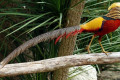 Golden-Pheasant-Chinese-Pheasant-Chrysolophus-pictus-Male-1-Natureworld-Bicheno-TAS