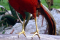 Golden-Pheasant-Chinese-Pheasant-Chrysolophus-pictus-Male-2-Natureworld-Bicheno-TAS