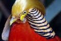 Golden-Pheasant-Chinese-Pheasant-Chrysolophus-pictus-Male-3-Natureworld-Bicheno-TAS