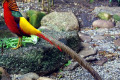 Golden-Pheasant-Chrysolophus-pictus-Chinese-Pheasant-1-Melb-Zoo-VIC