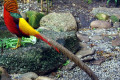 Golden-Pheasant-Chrysolophus-pictus-Chinese-Pheasant-2-Melb-Zoo-VIC