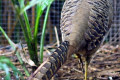 Golden-Pheasant-Chrysolophus-pictus-Chinese-Pheasant-3-Female-Melb-Zoo-VIC