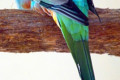 Golden-shouldered-Parrot-Psephotus-chrysopterygius-Male-Ballarat-Bird-World-VIC