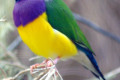 Gouldian-Finch-Erythrura-gouldiae-4-Red-headed-form-Kyabram-Fauna-Park-VIC