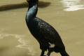 Great-Cormorant-Melbourne-Zoo