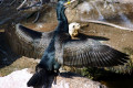 Great-Cormorant-Phalacrocorax-carbo-1-Melb-Zoo-VIC