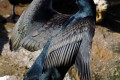 Great-Cormorant-Phalacrocorax-carbo-2-Melb-Zoo-VIC