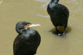 Great-Cormorant-young-Melbourne-Zoo