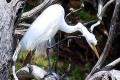 Great-Egret-Ardea-alba-3-Swan-Reach-VIC