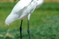 Great-Egret-Ardea-alba-modesta-1-Dubbo-NSW