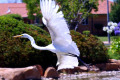 Great-Egret-Ardea-alba-modesta-2-Dubbo-NSW