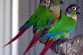 Green-Cheeked-Conures-Green-cheeked-Parakeet-Pyrrhura-molinae-1-Tasmania-Zoo