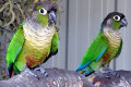 Green-Cheeked-Conures-Green-cheeked-Parakeet-Pyrrhura-molinae-4-Tasmania-Zoo