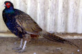 Green-Pheasant-Japanese-Pheasant-Phasianus-versicolor-Wagga-Zoo-NSW