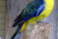 Green-Rosella-Tasmanian-Rosella-Platycercus-caledonicus-3-East-Coast-Natureworld-Bicheno-TAS