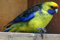 Green-Rosella-Tasmanian-Rosella-Platycercus-caledonicus-4-East-Coast-Natureworld-Bicheno-TAS