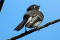 Grey-Fantail-1-Port-Fairy-VIC