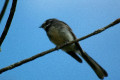 Grey-Fantail-2-Port-Fairy-VIC