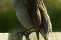 Grey-Shrike-thrush-Colluricincla-harmonica-3-Arthur-River-TAS