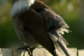 Grey-Shrike-thrush-Colluricincla-harmonica-7-Arthur-River-TAS