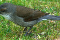 Grey-Shrike-thrush-Colluricincla-harmonica-9-Arthur-River-TAS