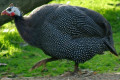 Guinea-fowl-Guinea-hen-1-Melb-Zoo-VIC