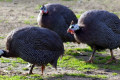 Guinea-fowl-Guinea-hen-2-Melb-Zoo-VIC