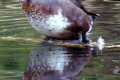 Hardhead-Aytha-australis-White-eyed-Duck-Female-1-Healesville-VIC