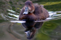 Hardhead-Aytha-australis-White-eyed-Duck-Female-2-Healesville-VIC